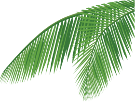 coconut-leaf