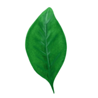 leaf